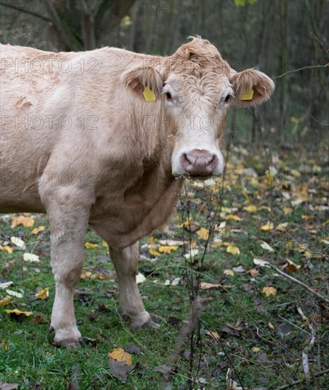 Domestic cattle