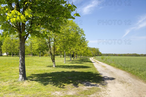 Field path to the pilgrimage meadow