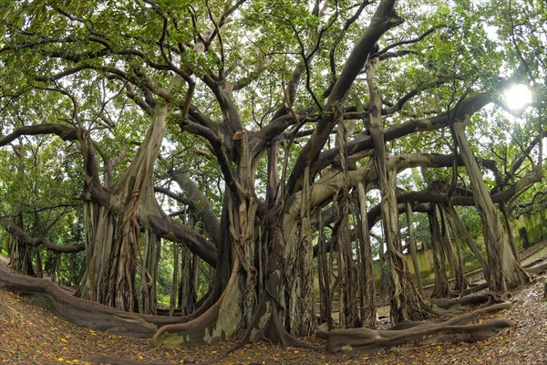 Australian moreton bay fig