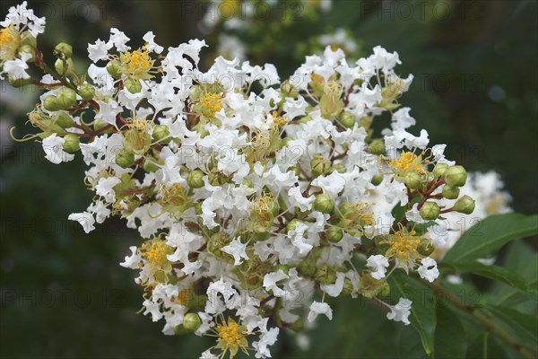 Crapemyrtle