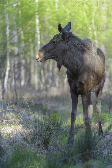 Moose