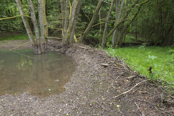 Broken Beaver dam