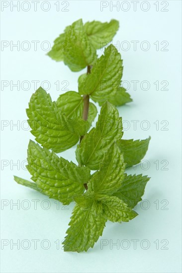 Spearmint levaes on branch