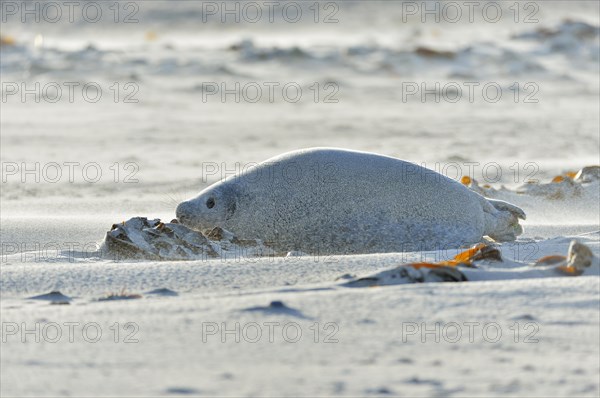 Grey Seal