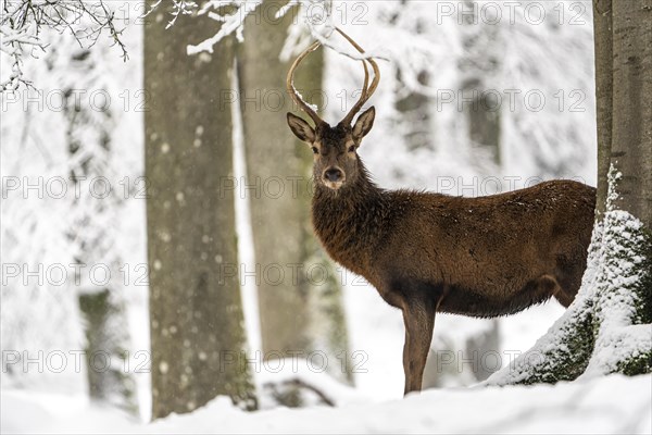 Red deer