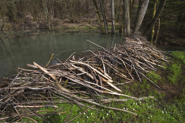 Beaver dam