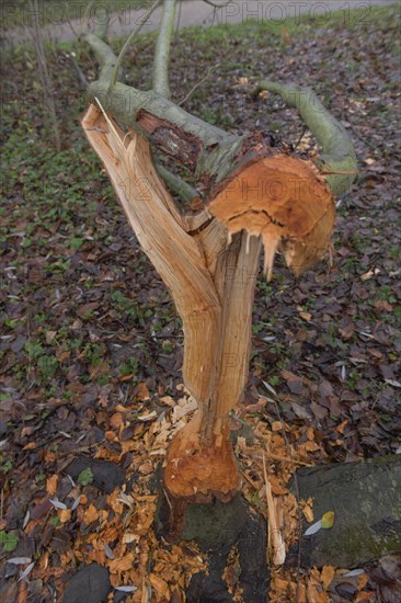 Beaver damage