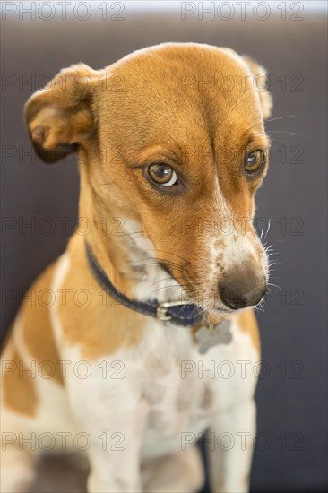 Guilty face of a mixed breed puppy dog