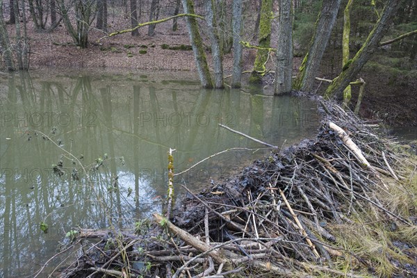 Beaver dam from european beaver