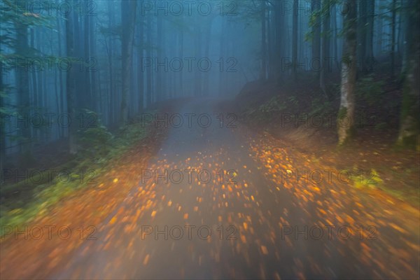 Car driving on autumnal wet road through the forest at dawn