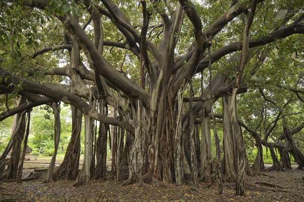 Australian moreton bay fig