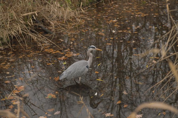 Grey heron