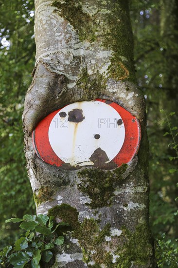 Traffic sign no throughway grown into tree trunk