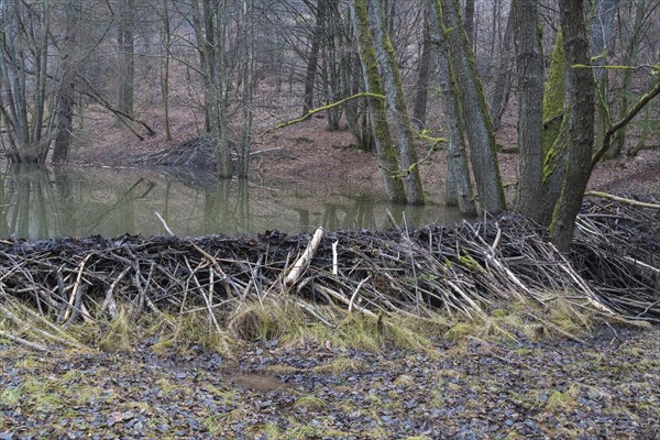 Beaver dam from european beaver