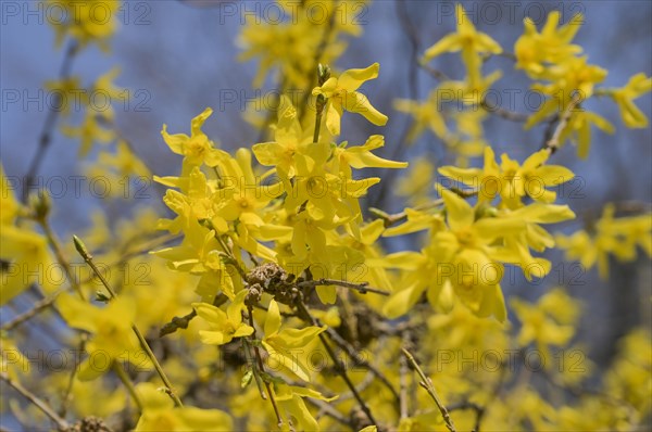 Flowering garden forsythia