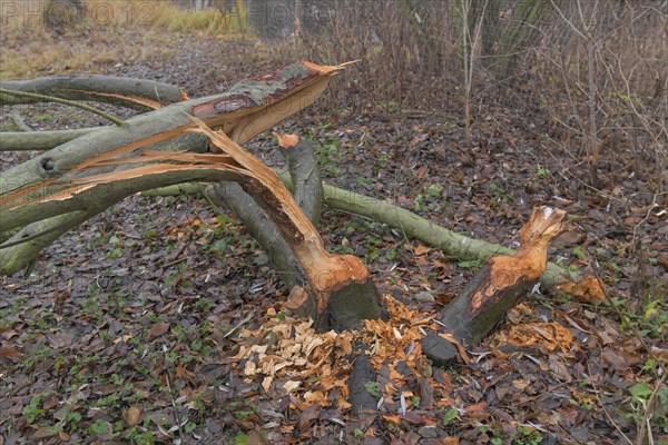 Beaver damage