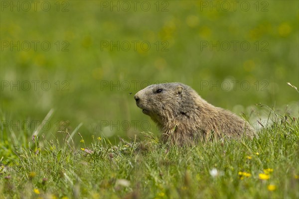 Alpine marmot