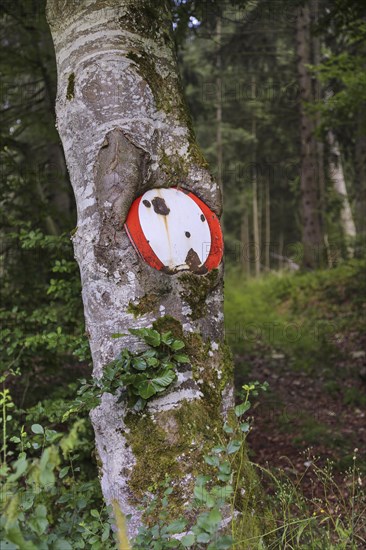 Traffic sign no throughway grown into tree trunk