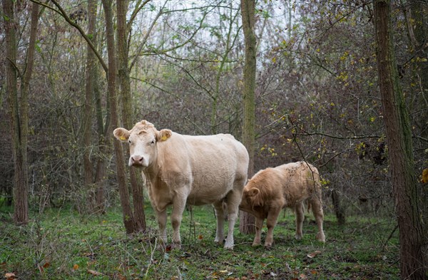 Domestic cattle