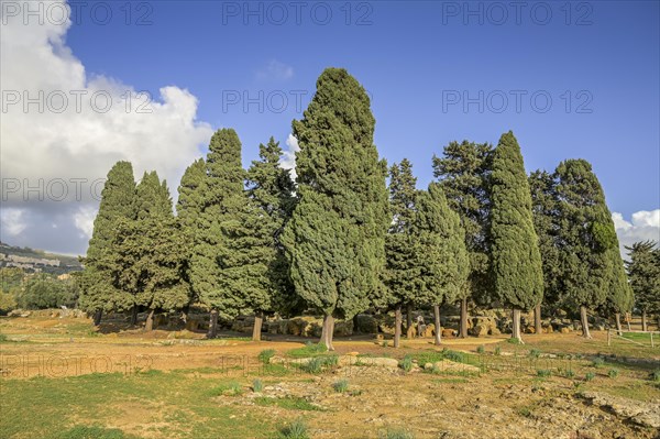 Cypress grove