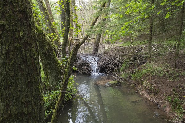 Broken Beaver dam