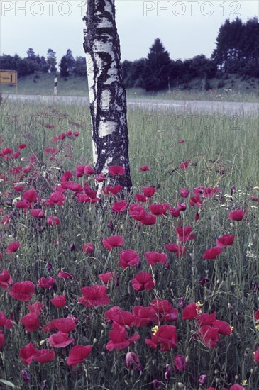 Corn poppy in front of birch