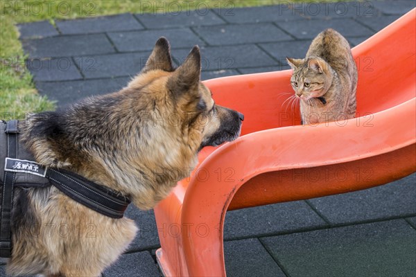 Cat playing with German Shepherd