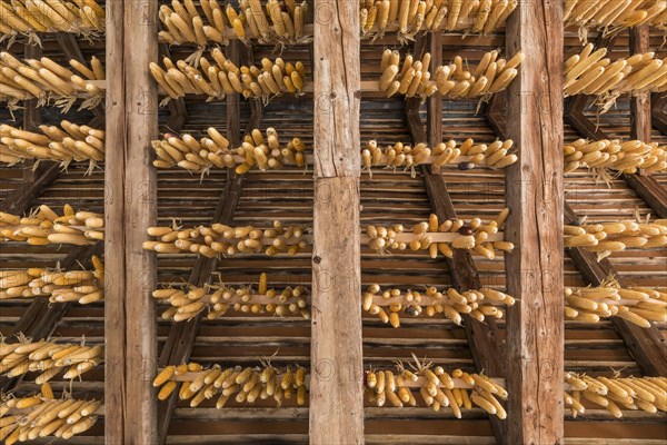 Ribel maize hung up to dry