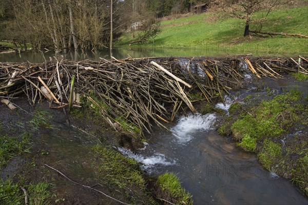 Beaver dam