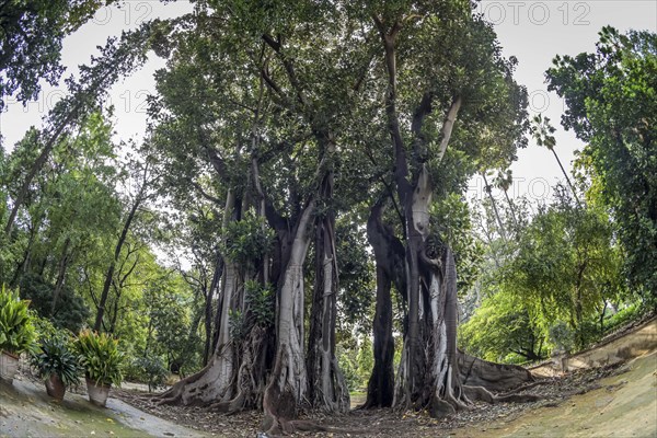 Australian moreton bay fig