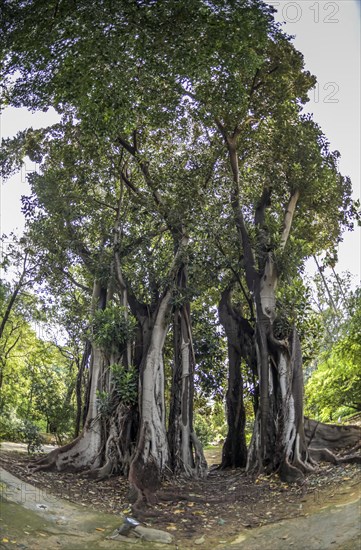 Australian moreton bay fig