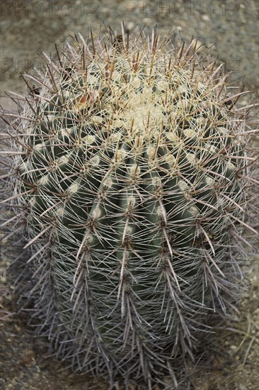 Fishhook barrel cactus