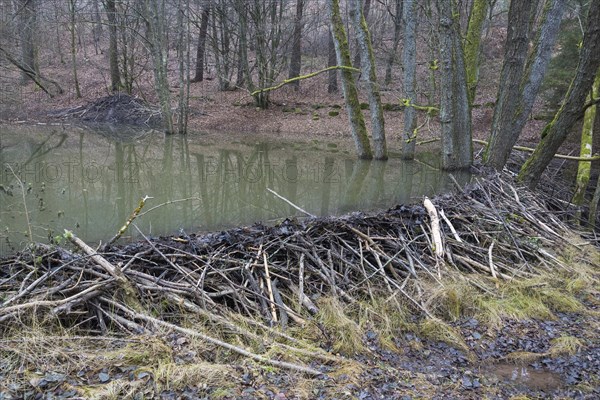 Beaver dam from european beaver