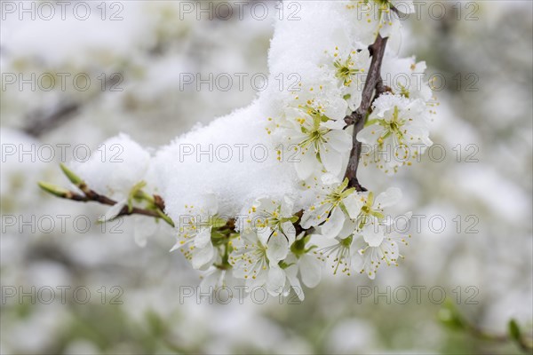 Snow-covered pear tree blossoms after the onset of winter