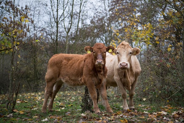 Domestic cattle