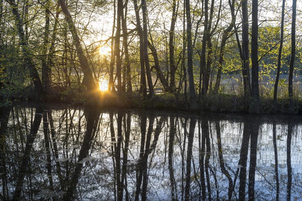 Sunrise at Neuteich