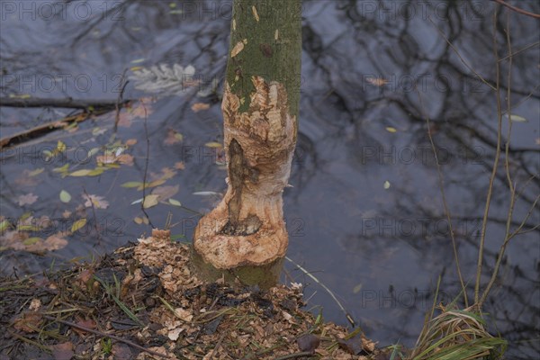 Beaver damage