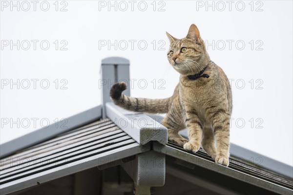 Cat on roof