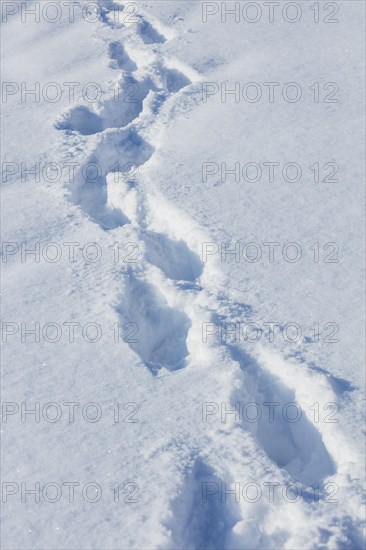 Track in the snow