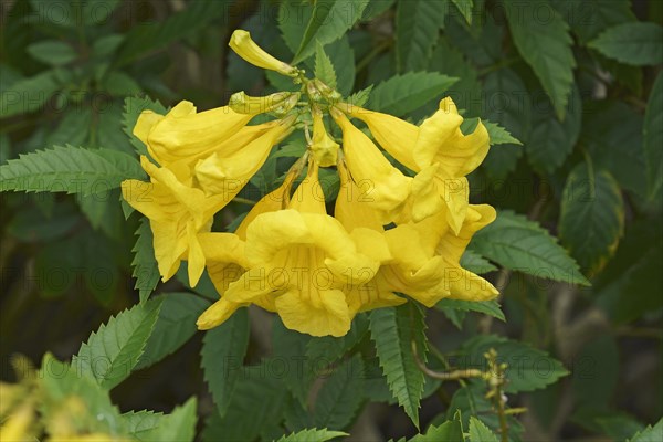 Yellow trumpetbush