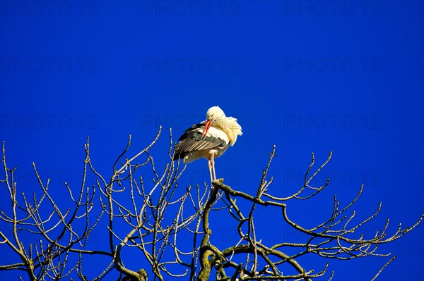 White stork