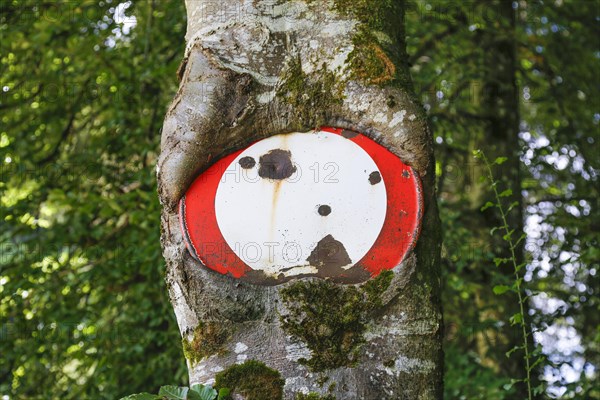 Traffic sign no throughway grown into tree trunk