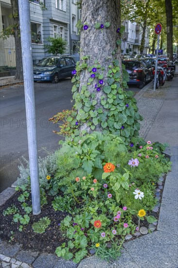 Greening of tree disc