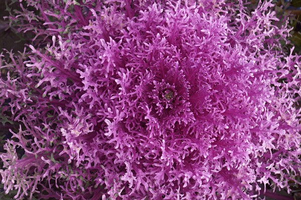 Ornamental Kale