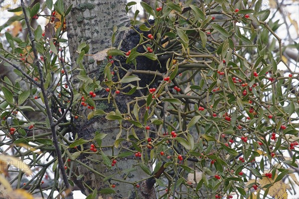 Korean mistletoe