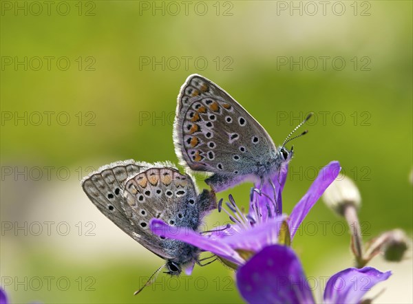 Gossamer winged butterflies