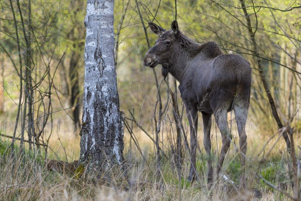 Moose