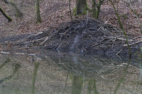 Beaver lodge from european beaver