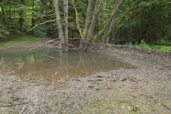 Broken Beaver dam