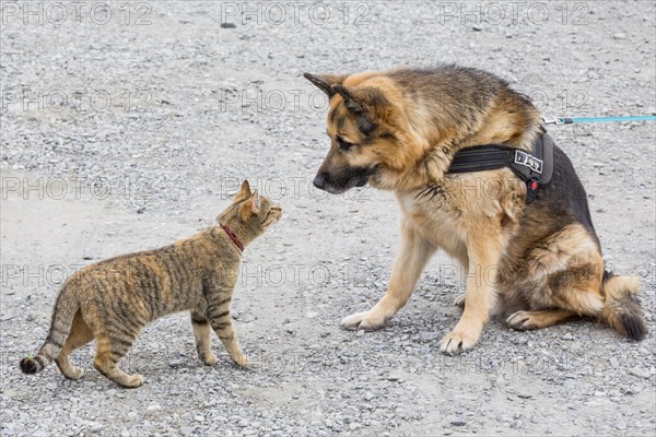 Cat playing with German Shepherd